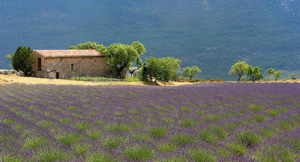 Paisagem de Provence