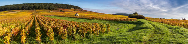 Vinhedo em Bourgogne